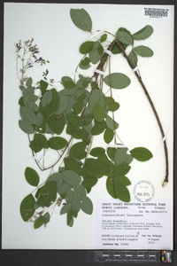 Lespedeza bicolor image