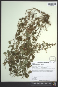 Lespedeza procumbens image