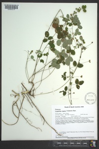 Lespedeza repens image