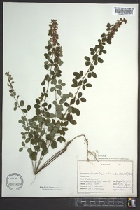 Lespedeza violacea image