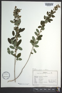 Lespedeza violacea image