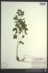 Lespedeza violacea image