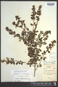 Lespedeza violacea image