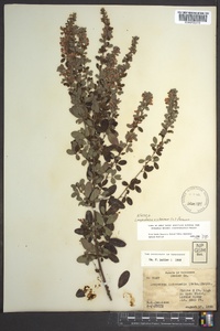 Lespedeza violacea image