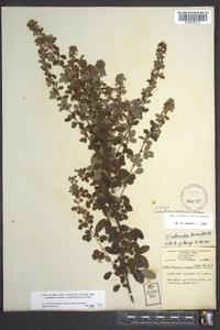 Lespedeza violacea image