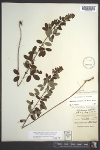 Lespedeza violacea image