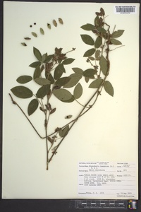 Rhynchosia tomentosa image