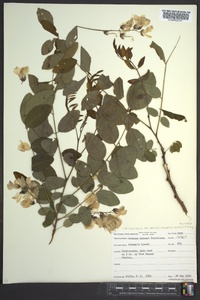 Robinia hispida image