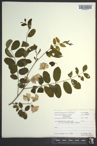 Robinia hispida image