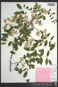 Robinia hispida image