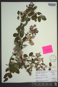 Robinia hispida image