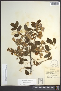 Robinia hispida image