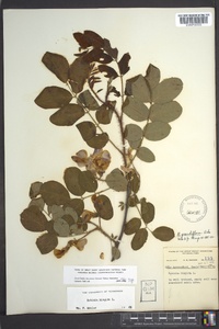 Robinia hispida image