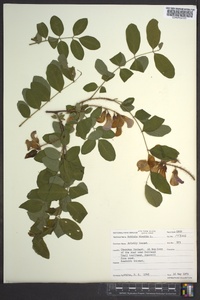 Robinia hispida image