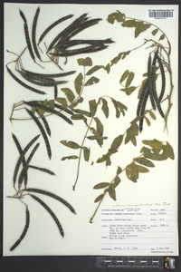 Senna hebecarpa image