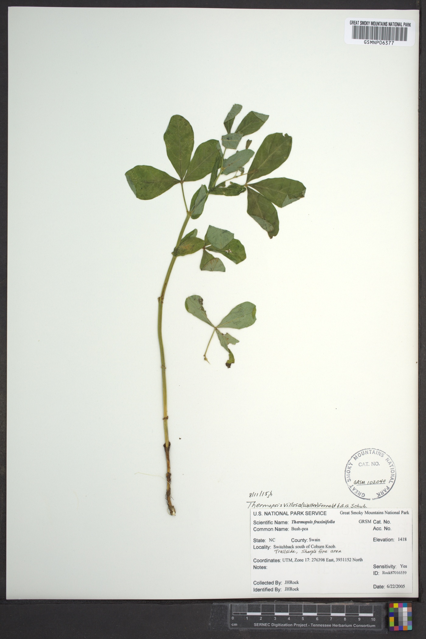 Thermopsis villosa image