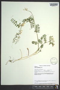 Vicia caroliniana image