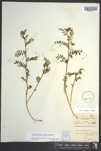 Vicia caroliniana image