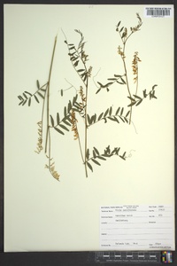 Vicia caroliniana image