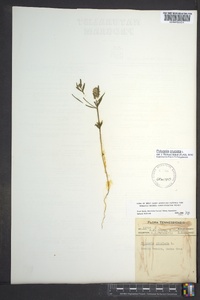 Polygala cruciata image