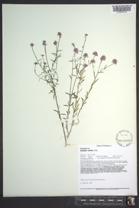 Polygala curtissii image