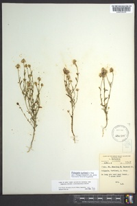 Polygala curtissii image