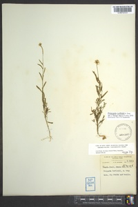 Polygala curtissii image