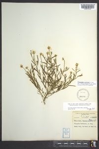 Polygala curtissii image