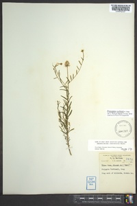 Polygala curtissii image