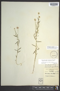 Polygala curtissii image