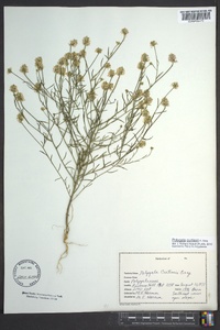 Polygala curtissii image