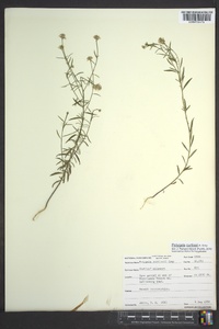 Polygala curtissii image