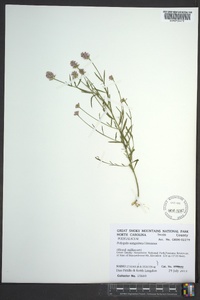 Polygala sanguinea image