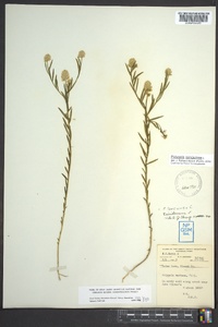 Polygala sanguinea image