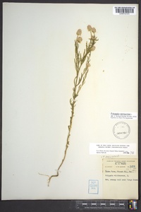 Polygala sanguinea image