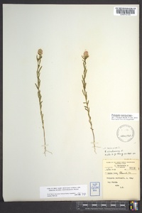 Polygala sanguinea image