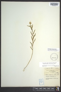 Polygala sanguinea image