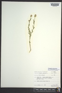 Polygala sanguinea image