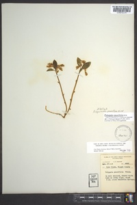 Polygaloides paucifolia image