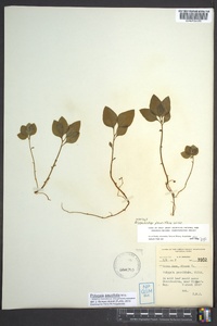 Polygaloides paucifolia image