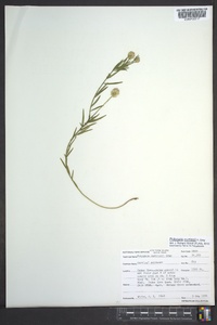 Polygala curtissii image