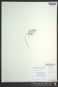 Polygala verticillata image