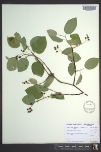 Amelanchier canadensis image