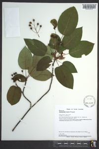 Amelanchier laevis image