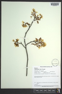 Amelanchier laevis image