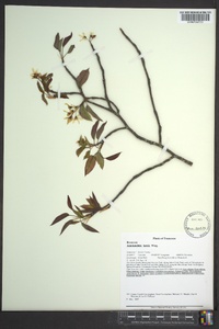 Amelanchier laevis image