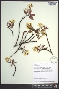 Amelanchier laevis image