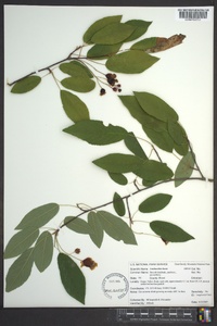 Amelanchier laevis image