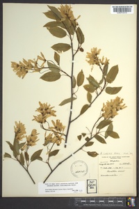 Amelanchier laevis image