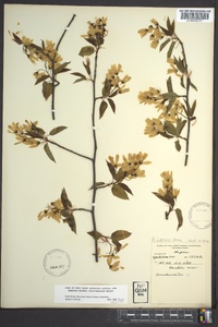 Amelanchier laevis image